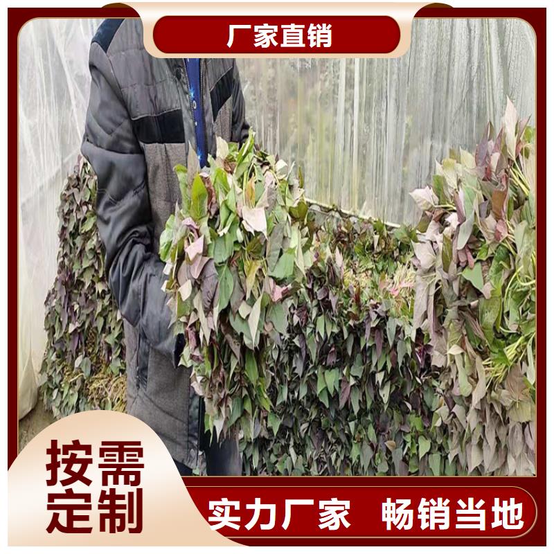 紫薯苗原廠定做