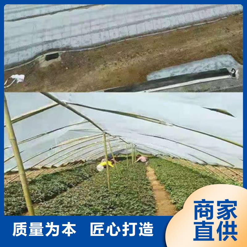 紫薯苗-專注紫薯苗十多年