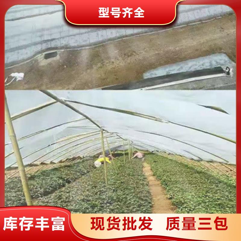 紫薯苗、紫薯苗廠家-值得信賴