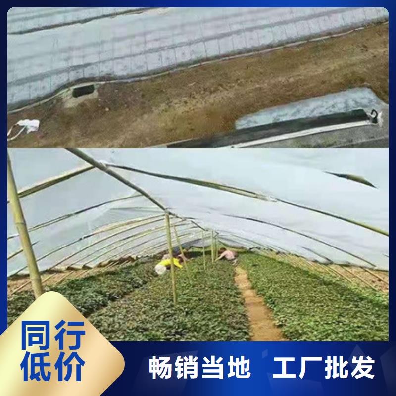 新款紫薯苗廠家