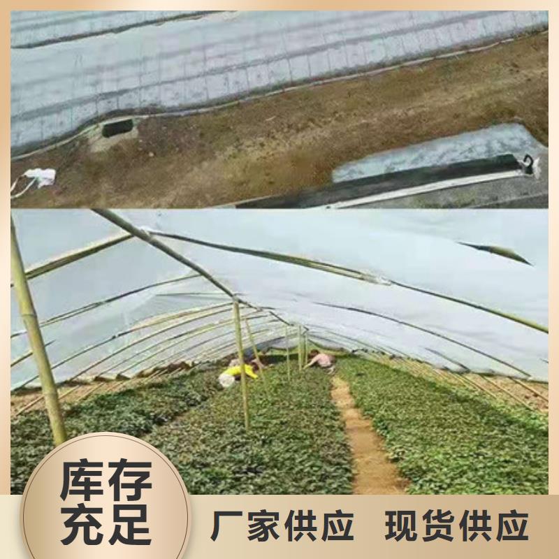 紫薯苗歡迎到廠實地考察