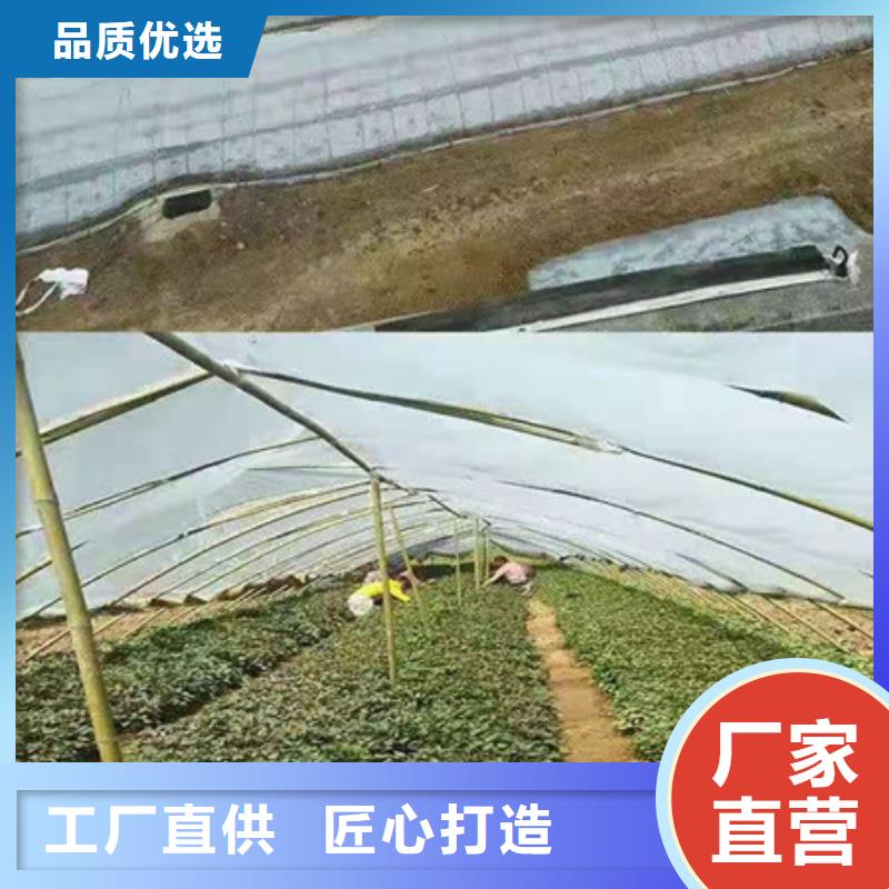 供應(yīng)紫薯苗現(xiàn)貨