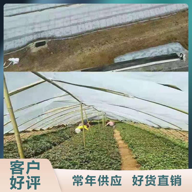 找紫薯苗廠家