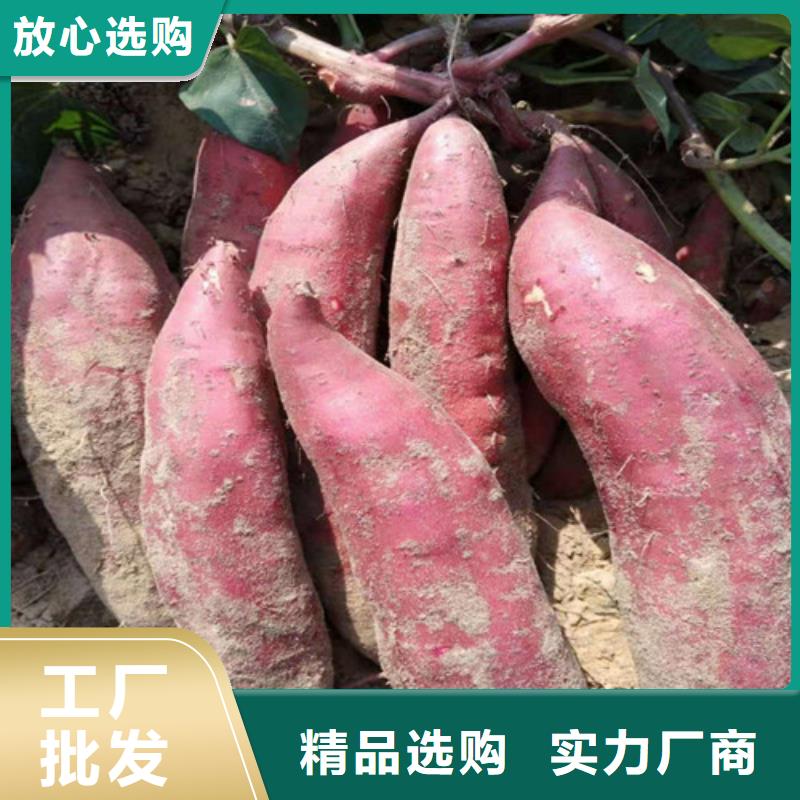 供應(yīng)紫薯苗現(xiàn)貨