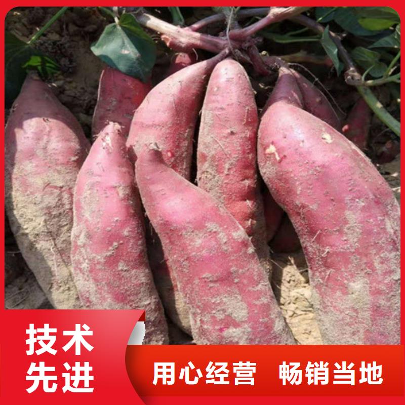 供應(yīng)批發(fā)紫薯苗-口碑好