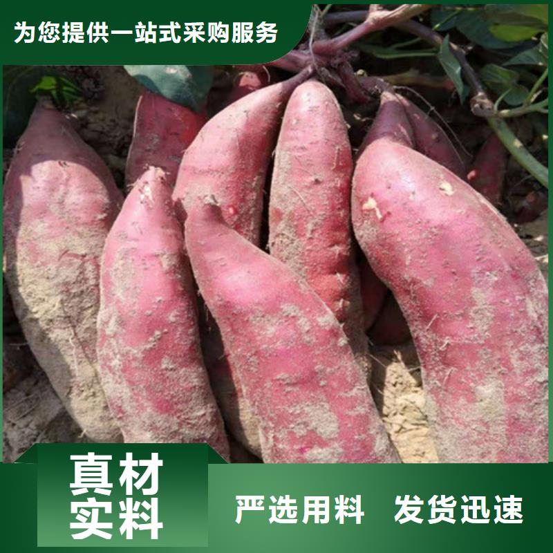 供應(yīng)紫薯苗的廠家