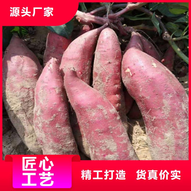 #紫薯苗#-重信譽廠家