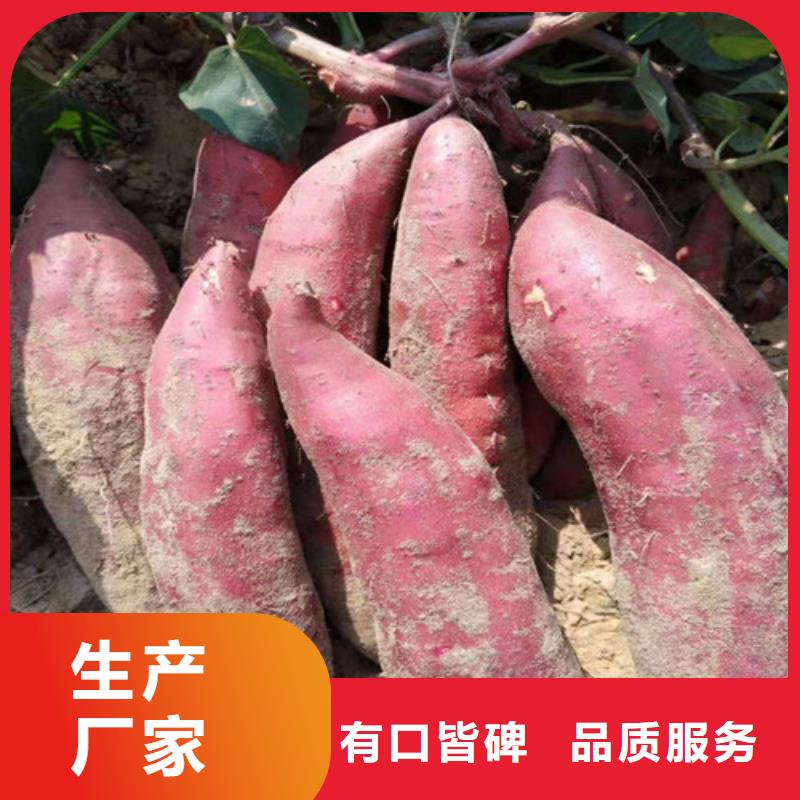 紫薯苗質(zhì)量保真