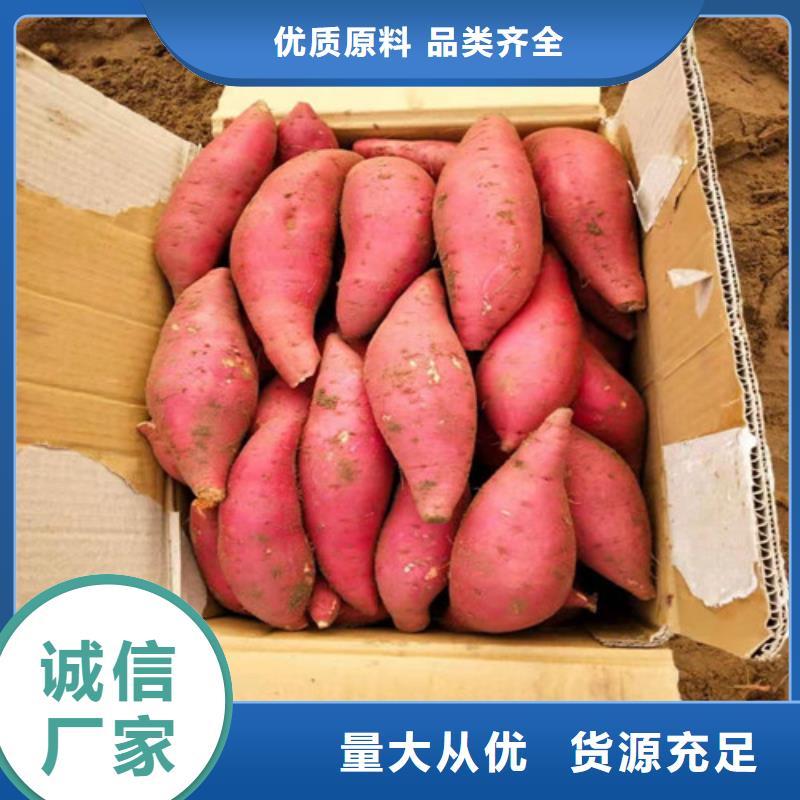 質(zhì)量好的紫薯苗廠家批發(fā)