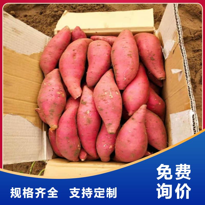 紫薯苗現(xiàn)貨價格