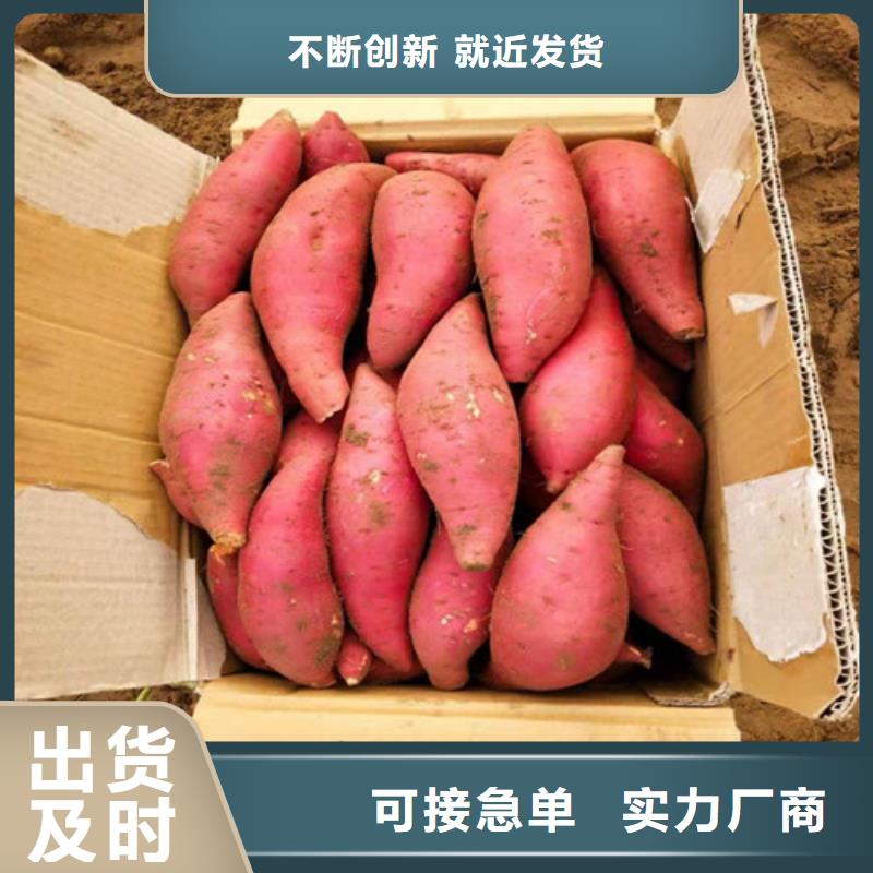 優(yōu)質紫薯苗的當地廠家