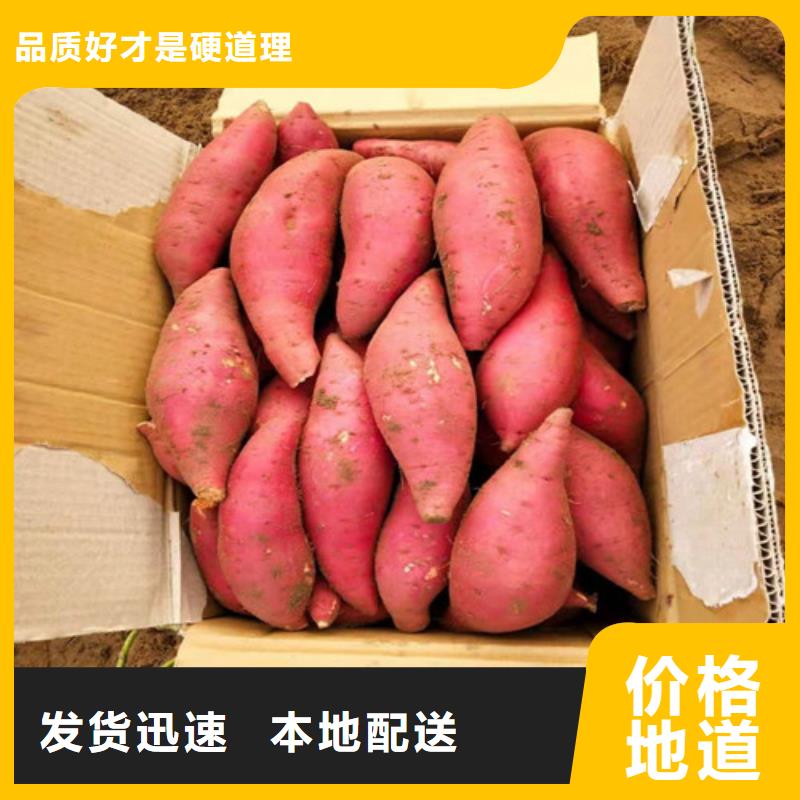 可定制的紫薯苗廠家