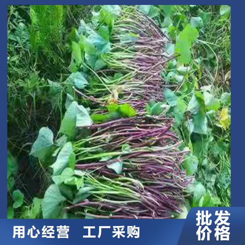 專業(yè)銷售紫薯苗-省錢(qián)