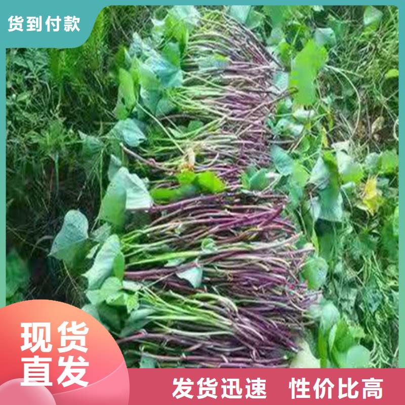 紫薯苗-廠家