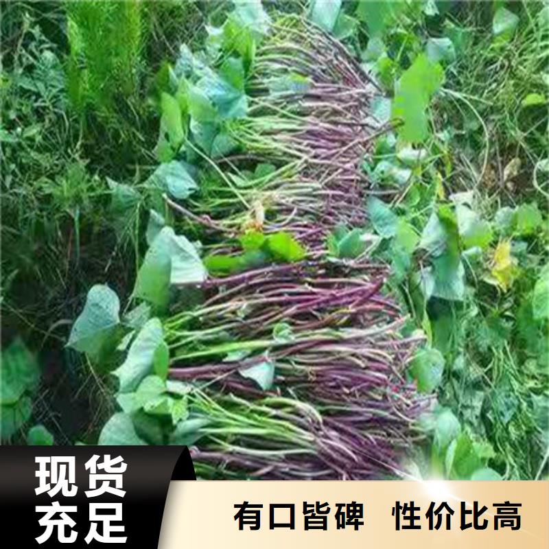 紫薯苗質(zhì)量保真