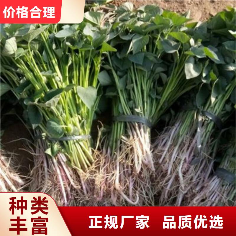 紫薯苗現(xiàn)貨銷售廠家