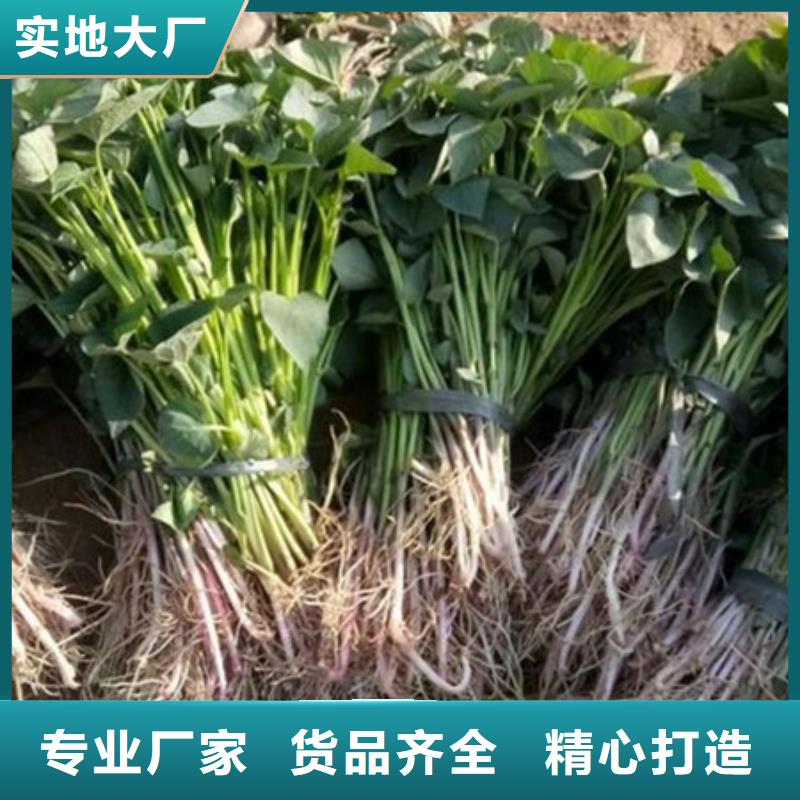 紫薯苗公司發(fā)貨快同城品牌