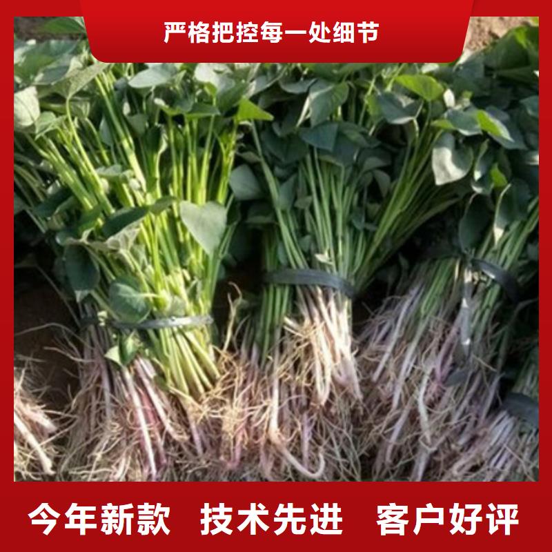 紫薯苗期待與您合作
