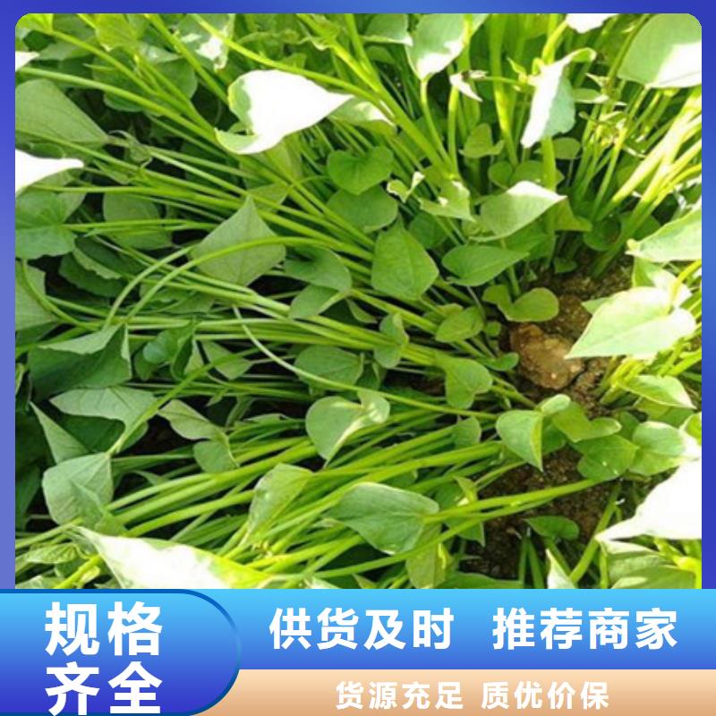 紫薯苗原廠定做