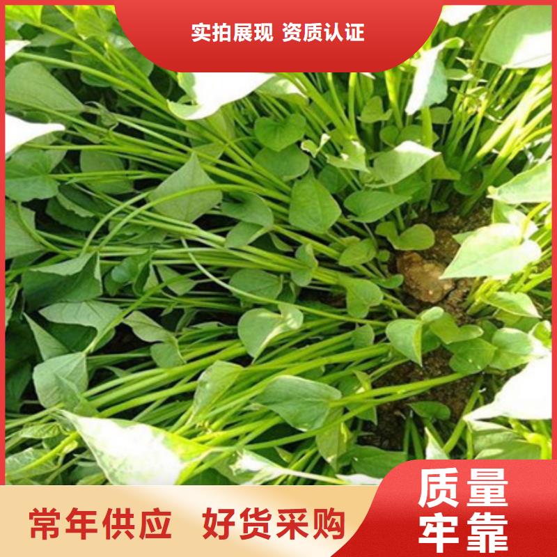紫薯苗便宜耐用