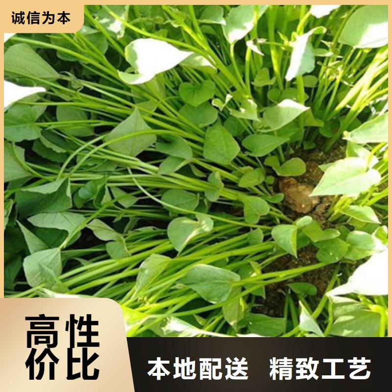 紫薯苗定制