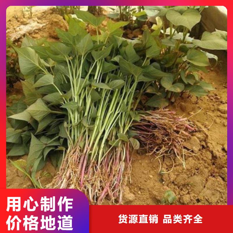 紫薯苗正規(guī)靠譜