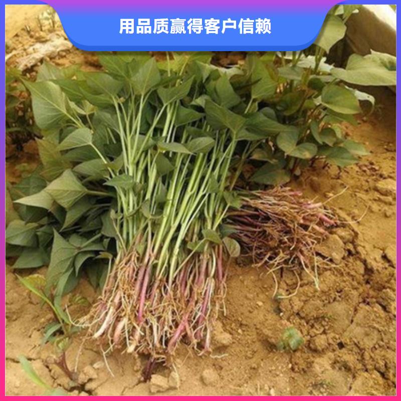 紫薯苗質(zhì)高價優(yōu)