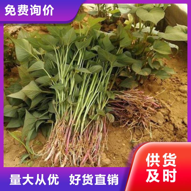【圖】紫薯苗批發(fā)