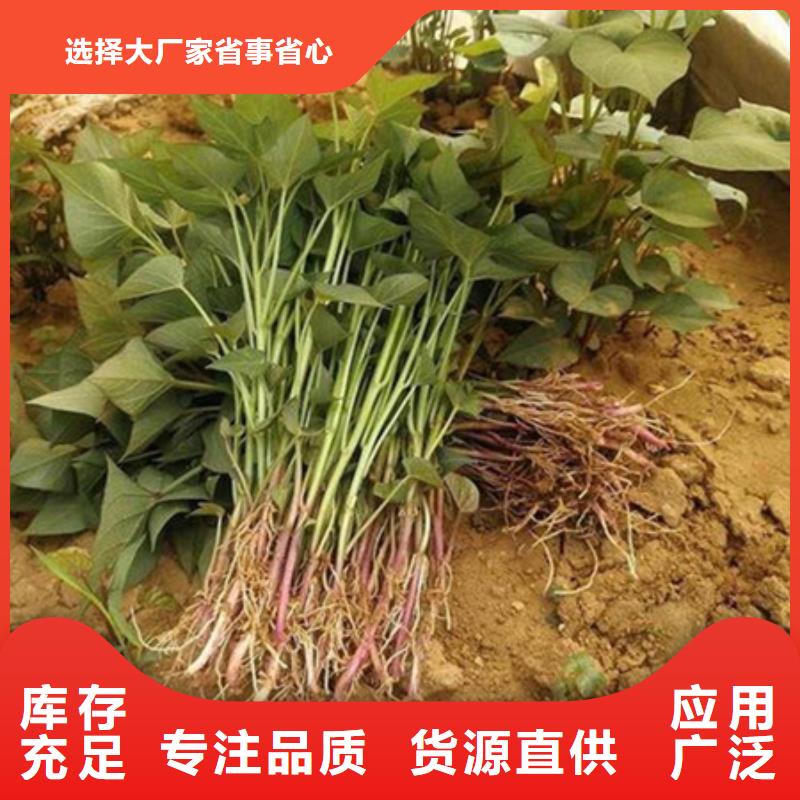 紫薯苗新品促銷