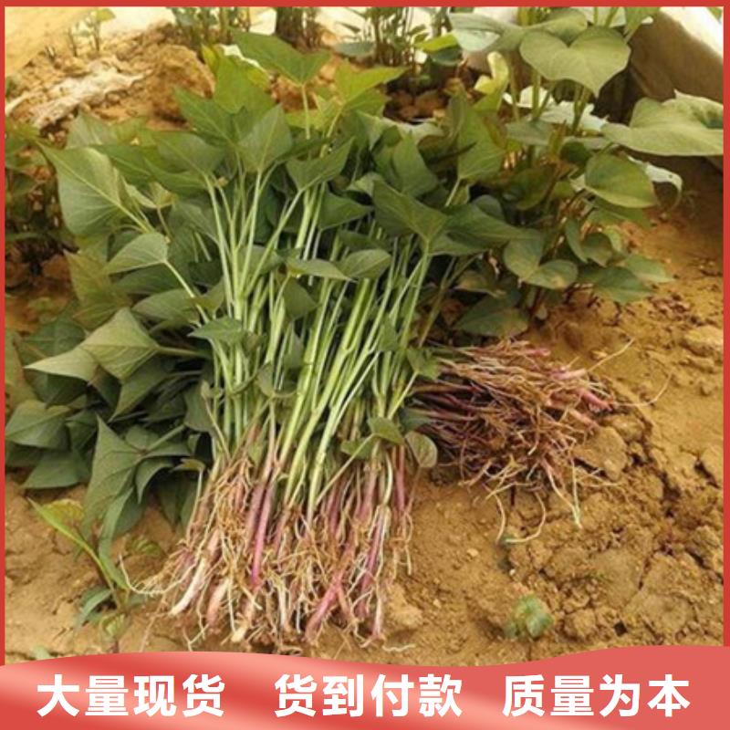 采購紫薯苗必看-圖文介紹