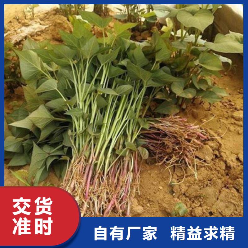 供應(yīng)紫薯苗的廠家