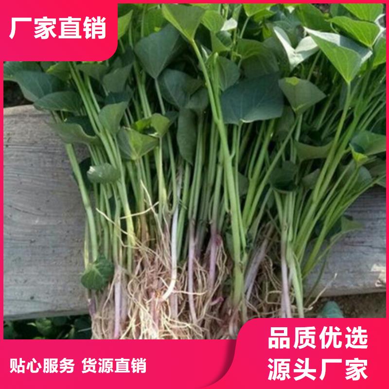 紫薯苗詳情電話咨詢