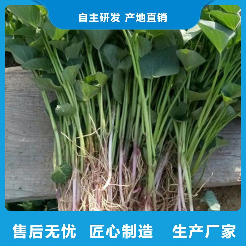 紫薯苗擇優(yōu)廠家