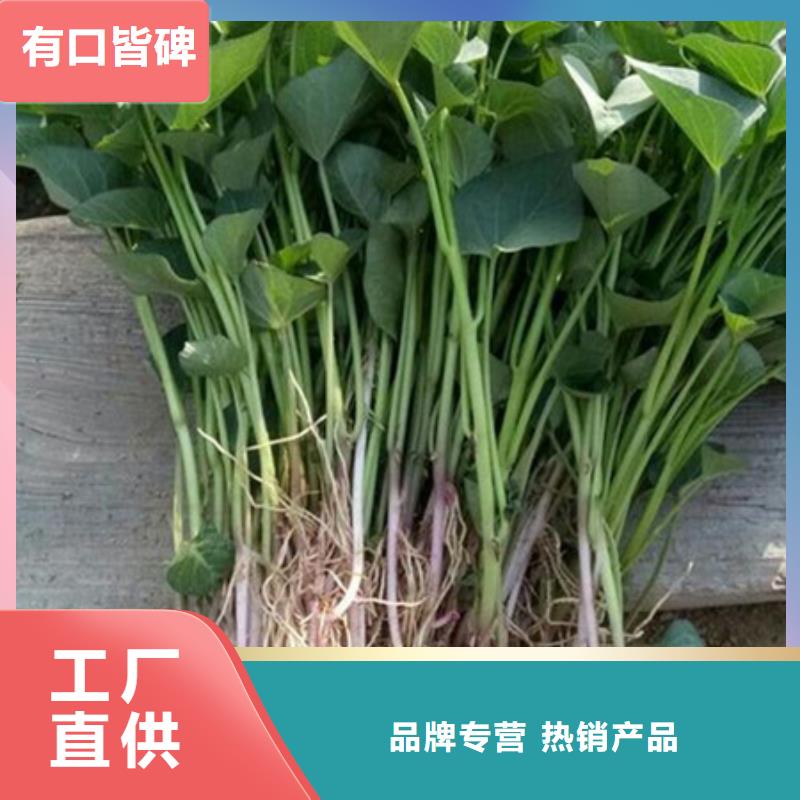 紫薯苗有優(yōu)惠