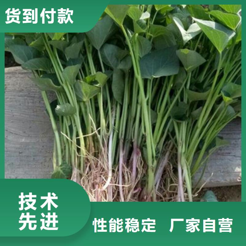 供應(yīng)批發(fā)紫薯苗-現(xiàn)貨供應(yīng)