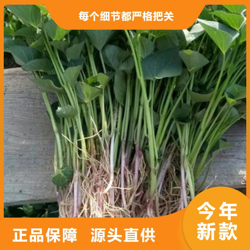 紫薯苗全國可發(fā)貨