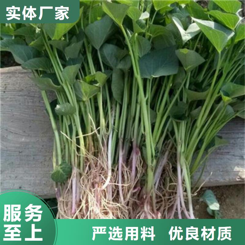 紫薯苗-品質(zhì)看得見