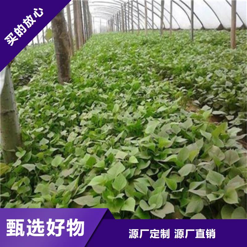 信譽(yù)好的紫薯苗廠家_質(zhì)量保證