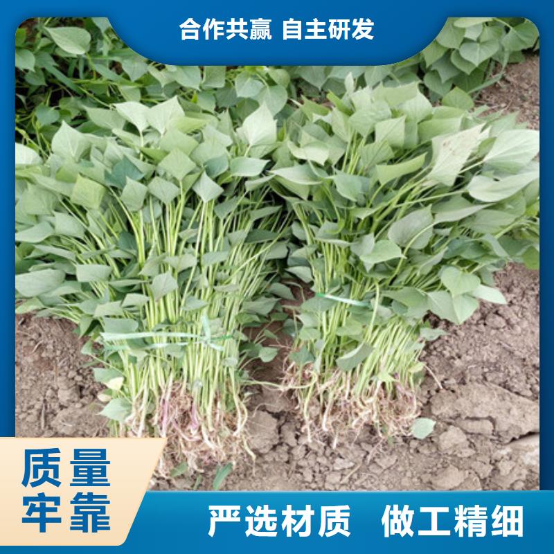 紫薯苗企業(yè)-大品牌