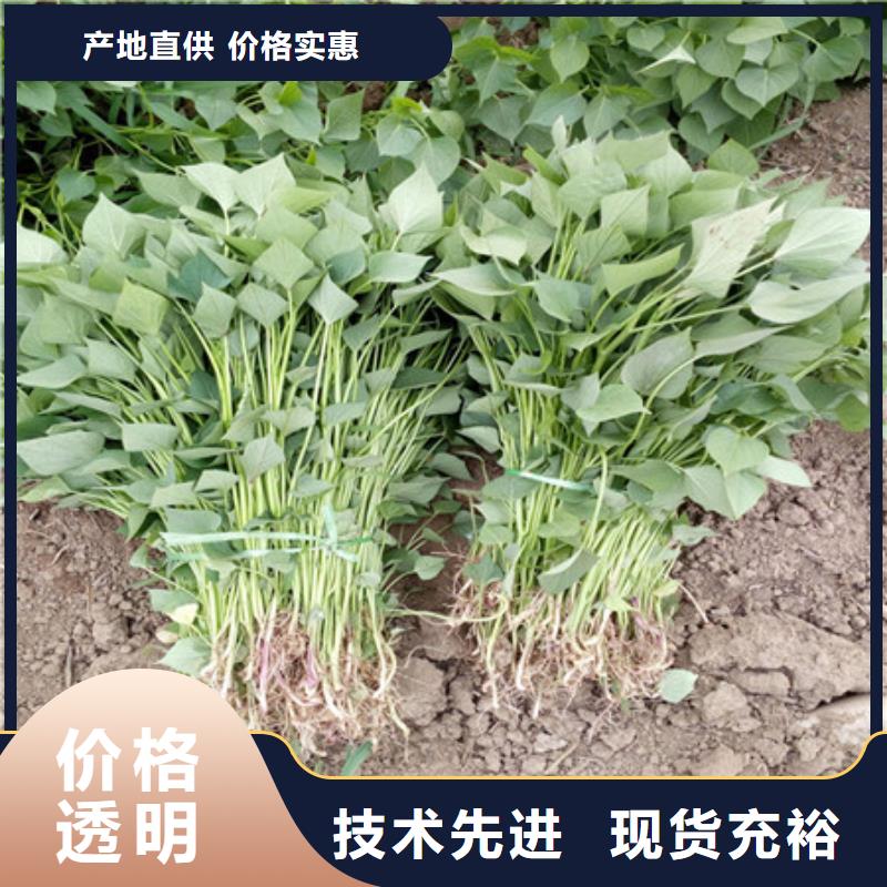 買(mǎi)紫薯苗必看-質(zhì)量有保障