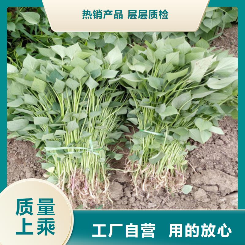 紫薯苗-廠家