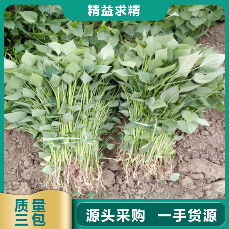 紫薯苗廠家-只為制造精品【本地】廠家