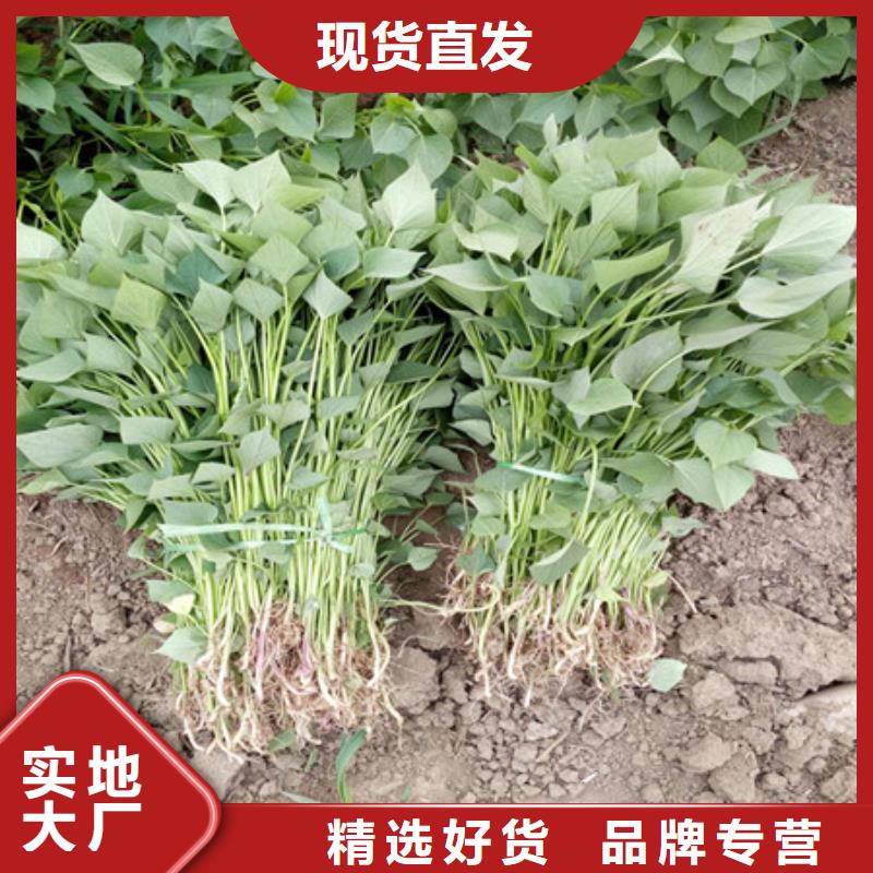紫薯苗適用范圍廣
