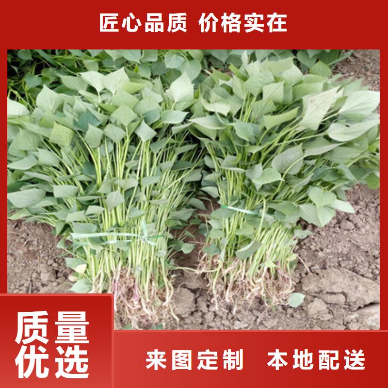 紫薯苗質(zhì)高價優(yōu)