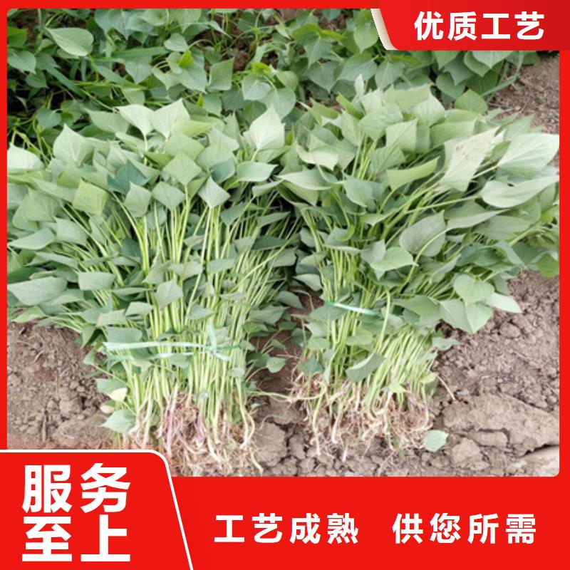 紫薯苗歡迎到廠實地考察