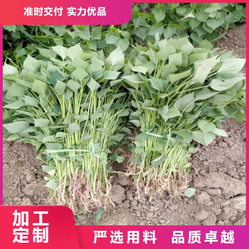 #紫薯苗#-價格優(yōu)惠