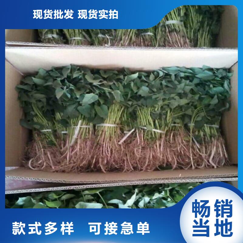 紫薯苗-紫薯苗口碑好