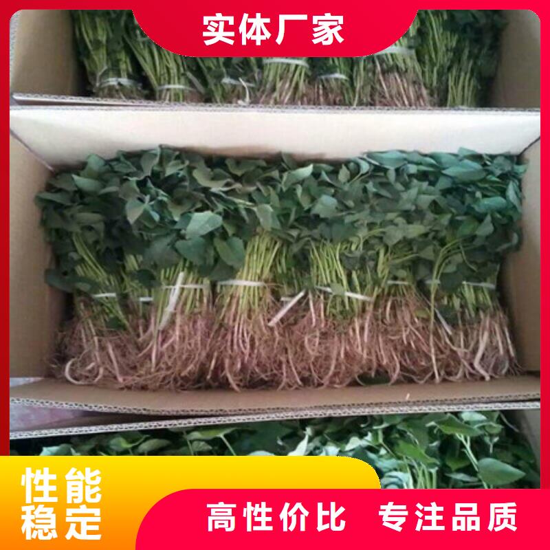 紫薯苗-欢迎来厂考察