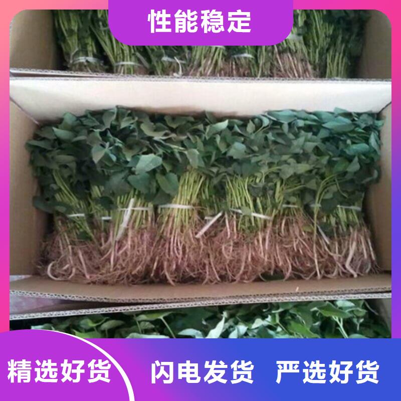 性價(jià)比高的紫薯苗銷售廠家快速生產(chǎn)