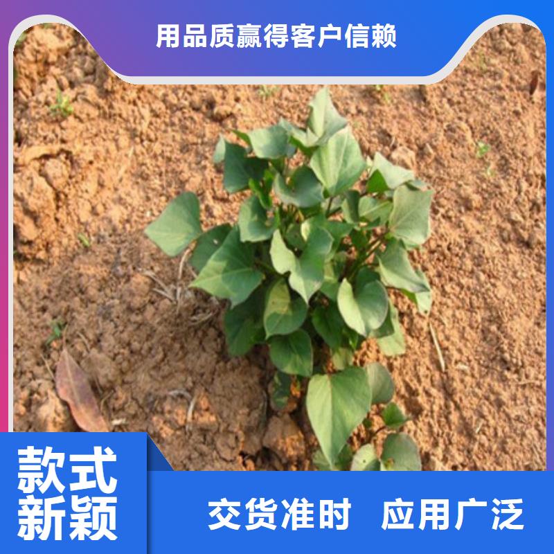 紫薯苗貼心服務(wù)廠家直營